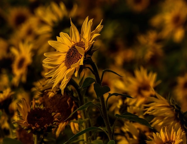全自动洗衣机常见故障排查手册：维修师傅告诉你，哪些能自己解决，哪些别硬扛
